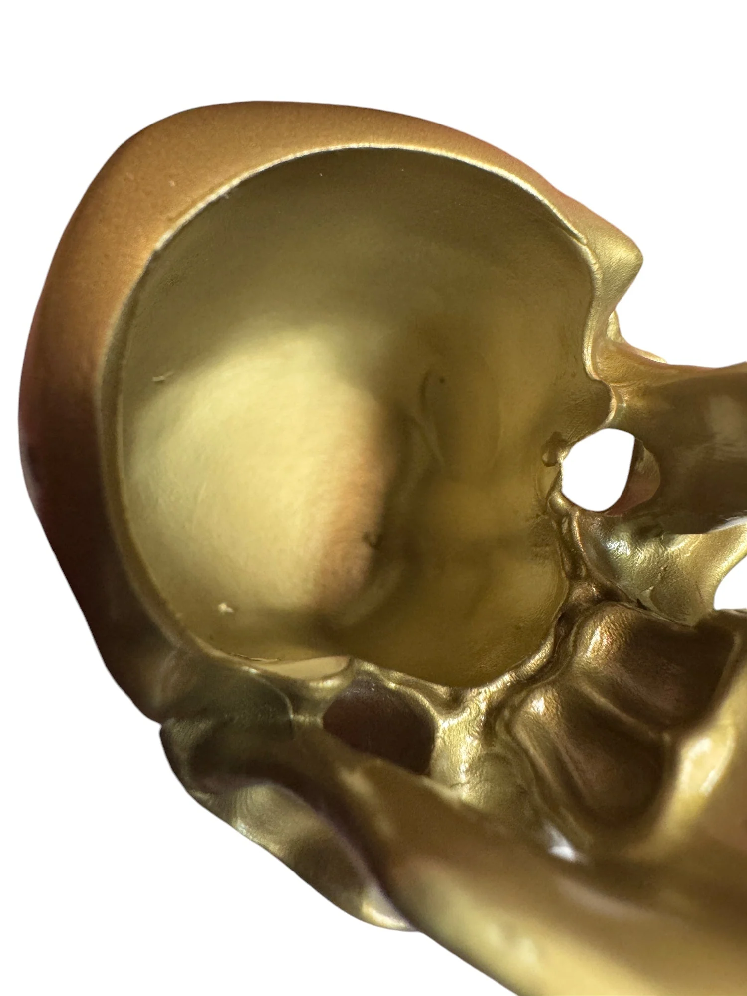 Brass Omni-Mount Colossus Skull by Maratac® 🚨 "Prime" Sale! 🚨 - Image 3
